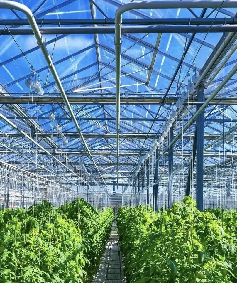 Commercial Horticultural Glass